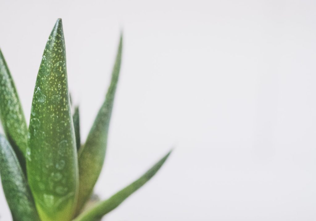 aloe vera dermatology