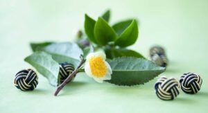 Camellia sinensis Green Leaf