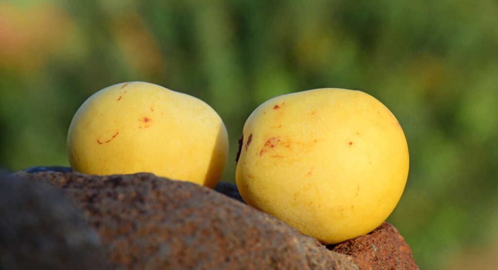 Marula Fruit