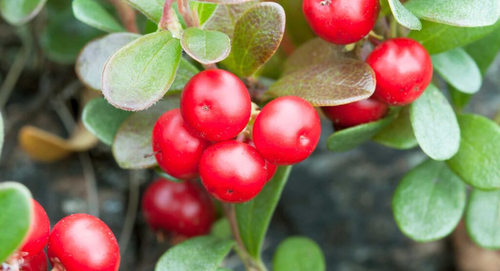 Arbutin-bearberry-fruit