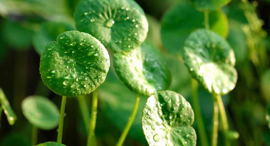 Centella asiatica plant